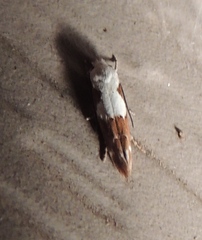 Mompha circumscriptella