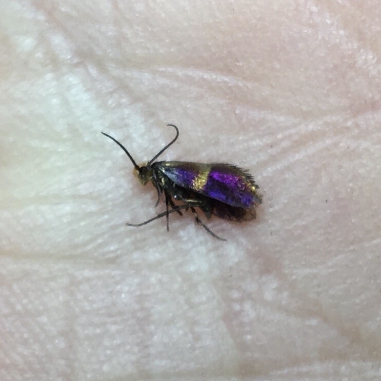 Squamicornia