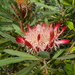 Protea susannae - Photo (c) Peter Thompson, algunos derechos reservados (CC BY-NC), subido por Peter Thompson
