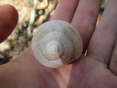 Xanthomelon distractum