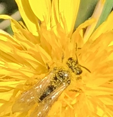 Halictus tripartitus
