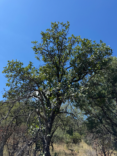 Image of Quercus oblongifolia by (c) CK2AZ, some rights reserved (CC BY)
