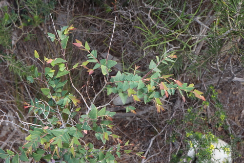 Image of Bossiaea dentata by (c) Thomas Mesaglio, some rights reserved (CC BY)
