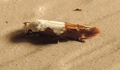 Mompha circumscriptella