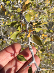 Pseudoziziphus parryi