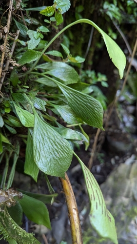 Antrophyum obovatum, photograph 2
