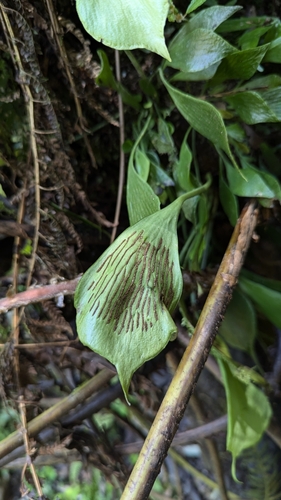 Antrophyum obovatum, photograph 3