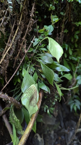 Antrophyum obovatum, photograph 4