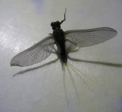 Ephemerellidae