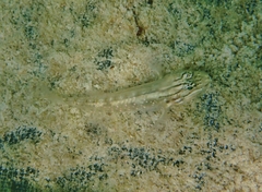 Coryphopterus glaucofraenum
