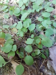 Myosotis chaffeyorum