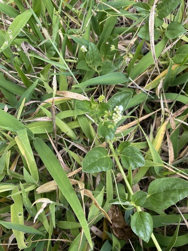 Boerhavia albiflora observed 2024-09-16