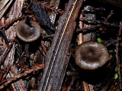 Clitocybe brunneoceracea