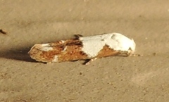 Mompha circumscriptella