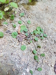 Myosotis chaffeyorum