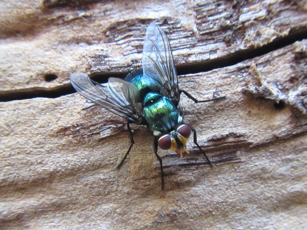 Chlorotachina