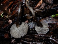 Clitocybe brunneoceracea