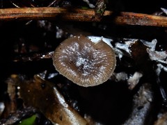 Clitocybe brunneoceracea