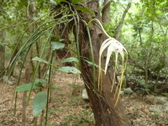 Brassavola cucullata