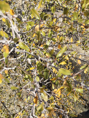 Pseudoziziphus parryi