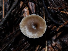 Clitocybe brunneoceracea