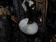 Clitocybe brunneoceracea