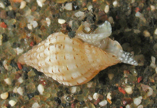 Vexillum infaustum observed 2003-10-11