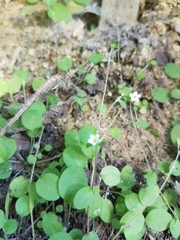 Myosotis chaffeyorum