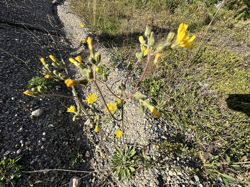 Tall hawkweed (Pilosella piloselloides)