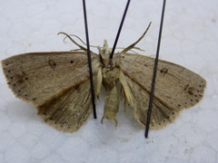 Scolecocampa liburna