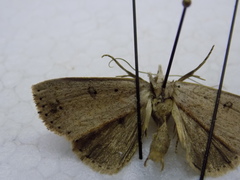 Scolecocampa liburna