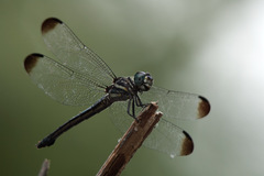 Cannaphila insularis