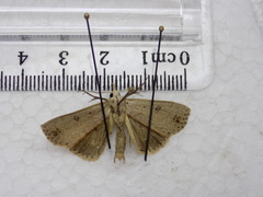 Scolecocampa liburna