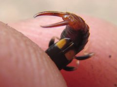 Marava arachidis