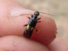 Marava arachidis