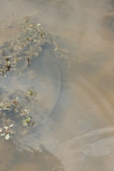Channa argus