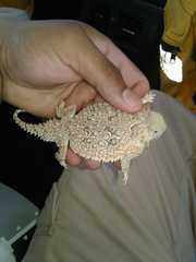 Phrynosoma goodei