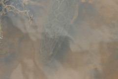 Channa argus