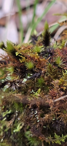 Campylopus umbellatus observed 2024-09-15