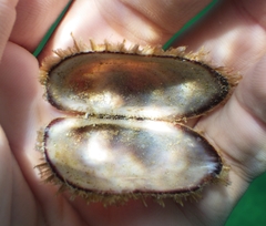 Barbatia domingensis