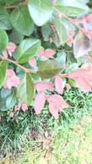 Loropetalum chinense