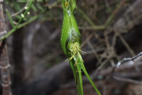 Image of Pterostylis turfosa by (c) Thomas Mesaglio, some rights reserved (CC BY)