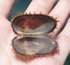Barbatia domingensis