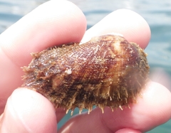 Barbatia domingensis