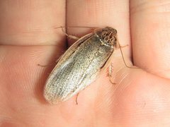 Calolampra mjoebergi