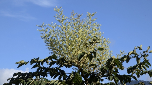 Aralia decaisneana (Aralia decaisneana)