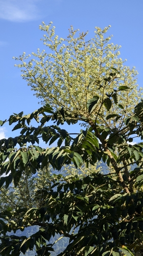 Image of Aralia decaisneana by (c) Cheng-Te Hsu, some rights reserved (CC BY)