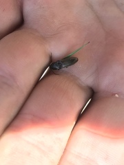 Acteniceromorphus spinosus