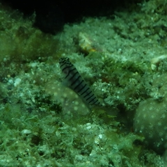 Tigrigobius macrodon