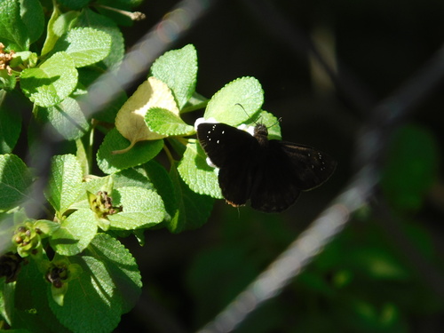 Florida Duskywing photo 5
